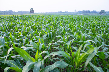 Agriculture corn fields growing in the harvest countryside of Bangladesh