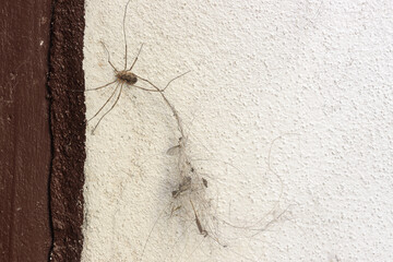 A spider Opilio parietinus crawls up a wall and dragging a clump of dust stuck to his leg