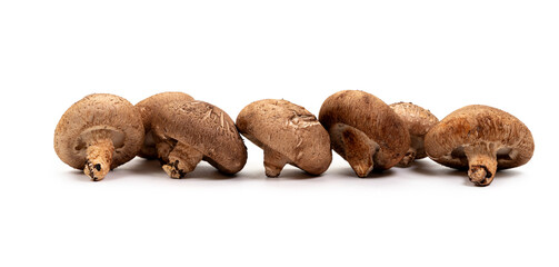 Shiitake mushroom on the White background