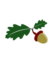 oak leaf and acorns © Jameel