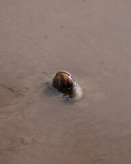 Snail in the water