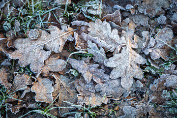 Frost covered leaves on a January day