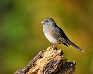 Closeup of a Dark-Eyed Junco in Dover, Tennessee