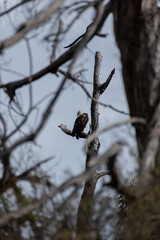 Bald eagle in the distance