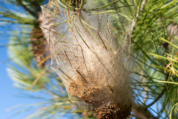 Processionary caterpillars nest hanging on the tree close up