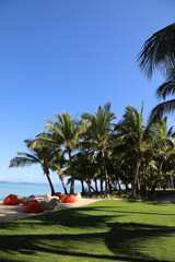 trees on the beach