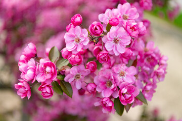 closeup of spring sakura flower. sakura flower on branch. photo of sakura flower bloom.