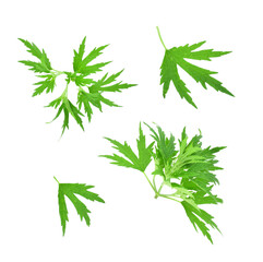 Set of green carved leaves isolated on transparent background.background. Artemisia vulgaris, the...