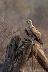 Snake eagle [circaetus gallicus] on stump with caught snake in Krueger National Park South Africa RSA