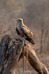 Large snake eagle [circaetus gallicus] with snake in Krueger National Park South Africa RSA