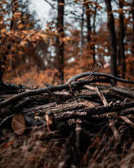 forest in winter