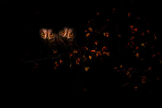 Birds posing in the dark. A photo edited using low key technique. Wildlife art. Scops owl. Black background.