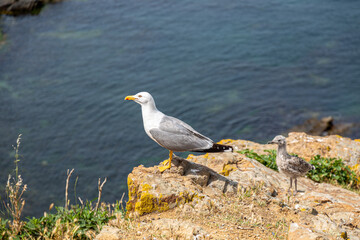 Seagull on rock near to the sea