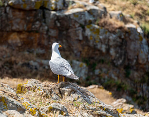Seagull on rock near to the sea