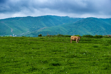 Fototapeta premium cows on the meadow