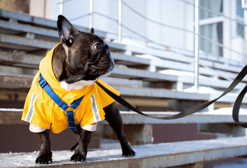 French bulldog is standing on the stairs in yellow clothes. The dog on a leash turned its head to...