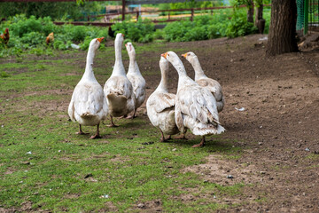 Geese on the farm