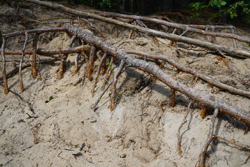 Sandy beach with trees. Bare-rooted pines with severe erosion. Washed away, blown sand and exposed tree roots.