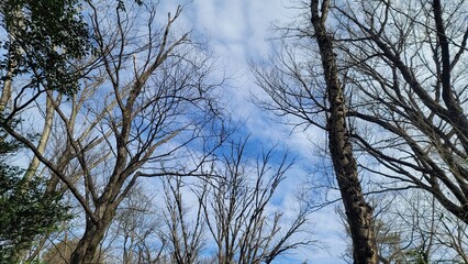 森林・forest・숲