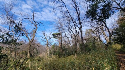 森林・forest・숲