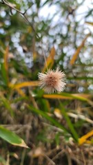 枯れる・種・花／withers/seeds/flowers／시들어, 종, 꽃