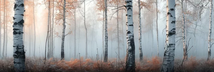 Foto op Plexiglas Berkenbos Autumn birch forest, beautiful landscape. Birch tree forest