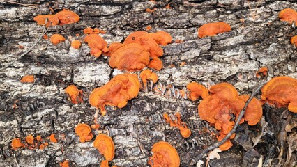 ヒイロタケ・オレンジ色のキノコ／Hiirotake orange mushroom／히로 타케 오렌지 버섯