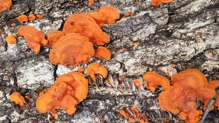 ヒイロタケ・オレンジ色のキノコ／Hiirotake orange mushroom／히로 타케 오렌지 버섯