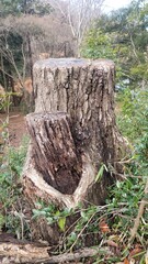 Obraz premium 変わった切り株／strange stump／변한 그루터기