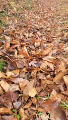 Autumn・winter in Japan／fallen leaves／dead leaves・日本の秋・冬／落ち葉／枯葉・일본의 가을·겨울／낙엽／고엽
