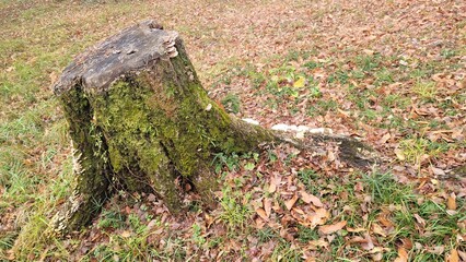 苔の生えた切り株／stump with moss／이끼가 자란 그루터기