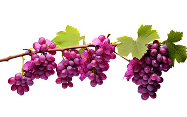 Fototapeta premium Display of Grapes Adorned with Clusters of Delicate Blossoms on a White or Clear Surface PNG Transparent Background.