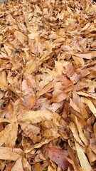 Autumn・winter in Japan／fallen leaves／dead leaves・日本の秋・冬／落ち葉／枯葉・일본의 가을·겨울／낙엽／고엽