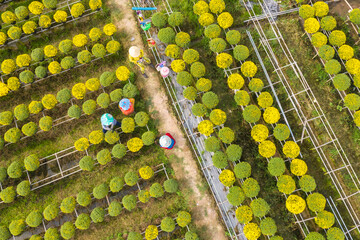 Aerial view Sa Dec farmers are taking care of baskets of chrysanthemums and raspberries preparing to go to the market for Vietnamese New Year