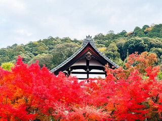 Beautiful Architecture in Temple Kyoto Japan