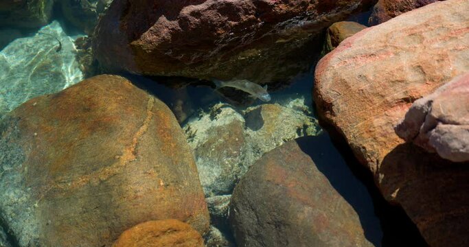 Close up footage of fish in rock pool at Injidup Natural Spa, Dunsborough