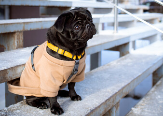 A two-year-old black pug in a sweater sits on the stairs. He looks away. The dog is being trained....