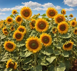 Sunflower field with blue sky and white clouds, natural background.