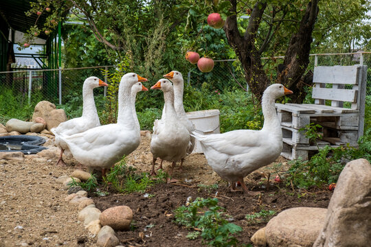 geese in front of apples on a farm
