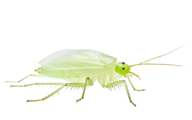 Interactions Between Aphids and Their Plant Hosts on a White or Clear Surface PNG Transparent Background.