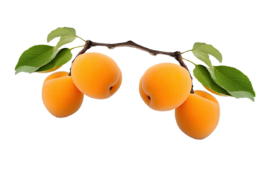 Two Apricots Embracing Freedom as They Float Through the Air on a White or Clear Surface PNG Transparent Background.