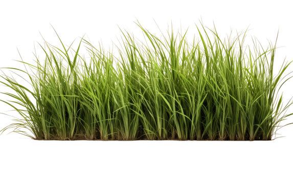 Basking in the Warm Glow of Healthy Lawns Featuring Bahia Grass on a White or Clear Surface PNG Transparent Background.