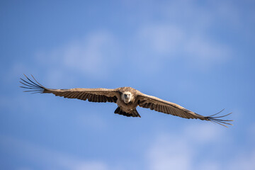 A majestic vulture soars gracefully towards the camera
