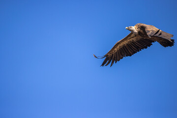 A majestic vulture soars gracefully towards the camera