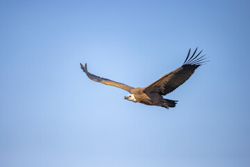 Obraz premium A majestic vulture soars gracefully towards the camera