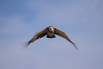 Avulture soars gracefully towards the camera