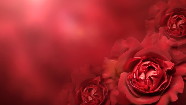 Horizontal banner with rose of red color on blurred background. Copy space for text. Mock up template. Can be used for wallpaper, wedding card, web page backdrop