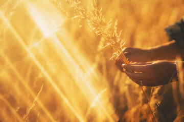 Hands touch spikelets in a field at sunset in summer