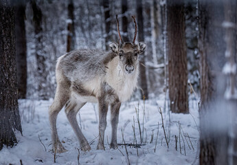 Reindeer in the winter forest, Finland, Lapland