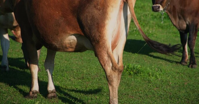 Back view of a brown jersey cow moving her tail and eating in the field pasture in summer sunny day